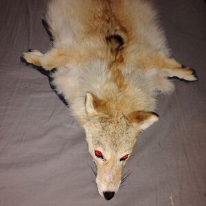 Red Coyote Pelt Wall Hanger Carpet